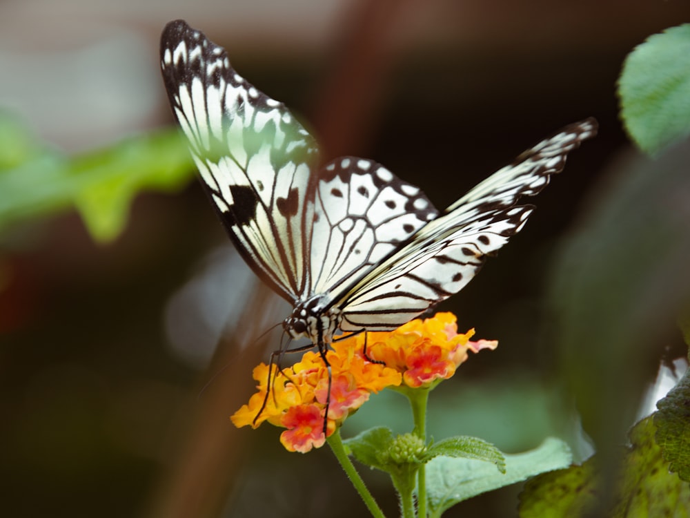 una farfalla bianca e nera seduta su un fiore