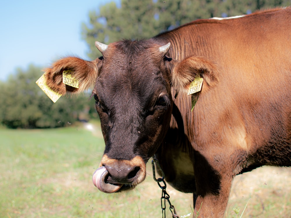 a brown cow standing on top of a lush green field