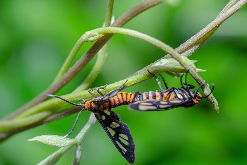 a couple of bugs sitting on top of a plant