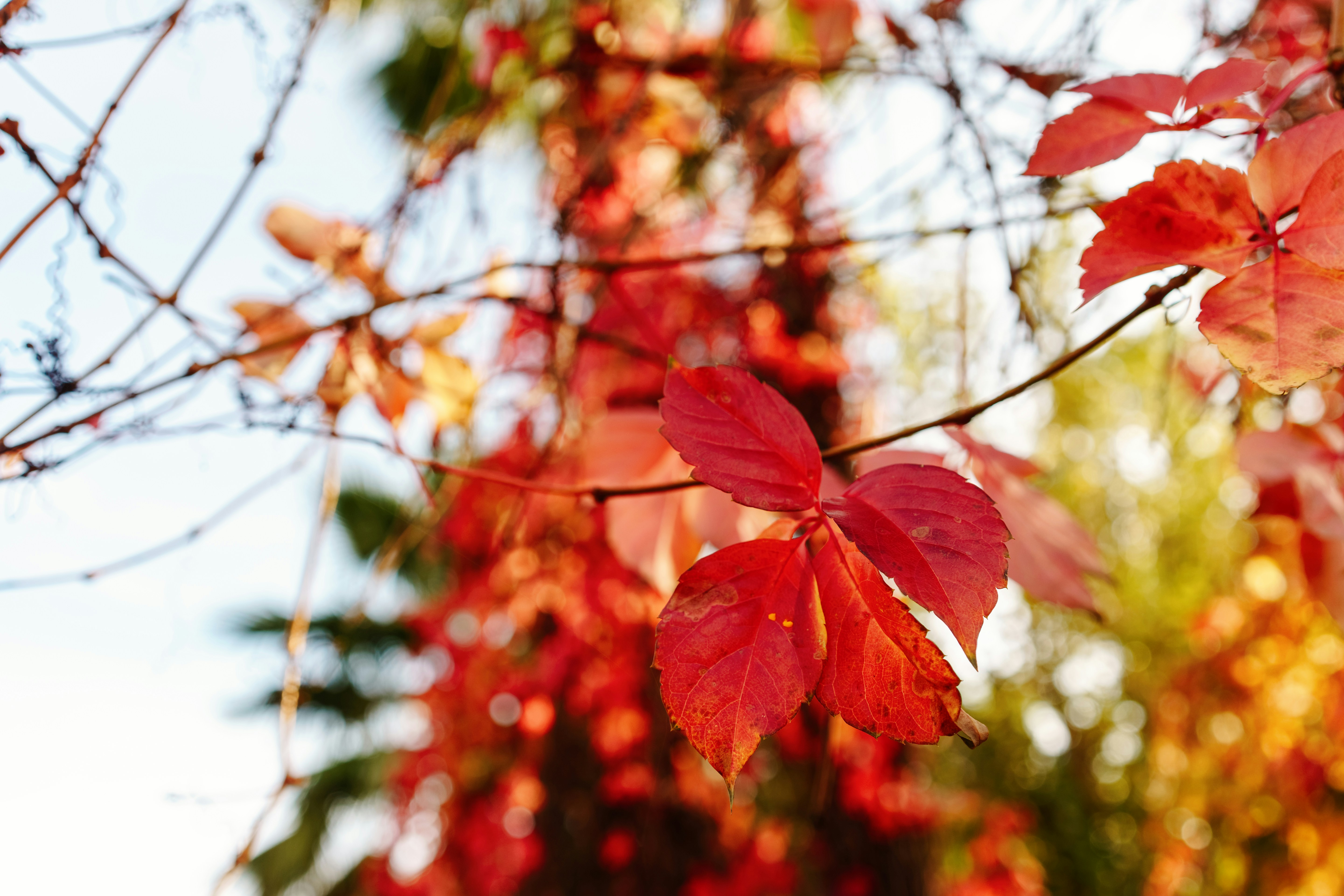 Photo by igorharrier