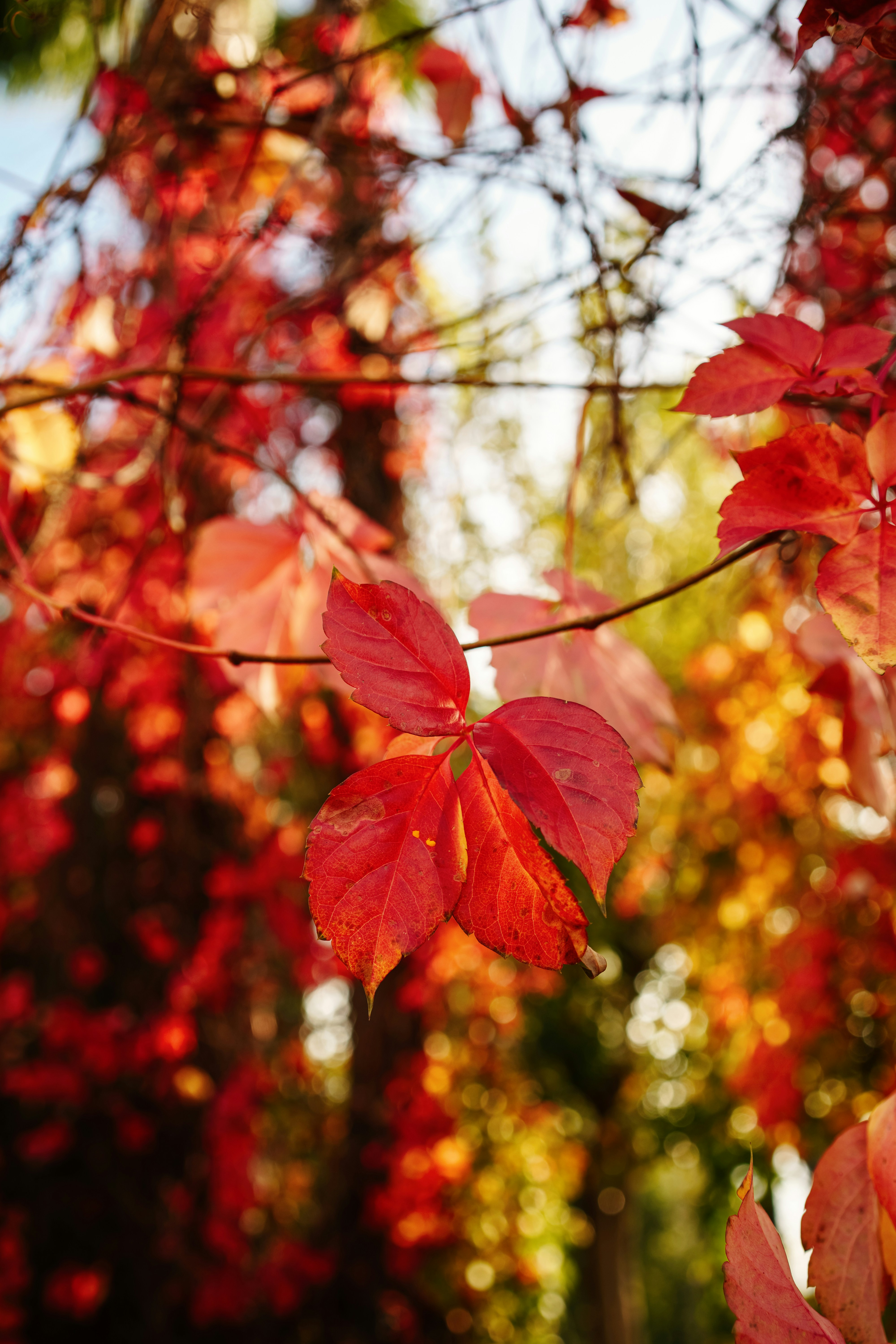 Photo by igorharrier