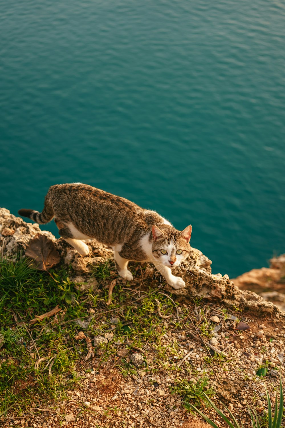 a cat standing on top of a cliff next to a body of water