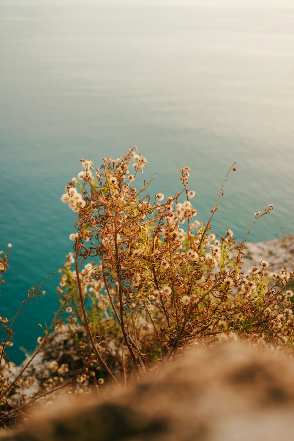 a plant with white flowers on a cliff by the water