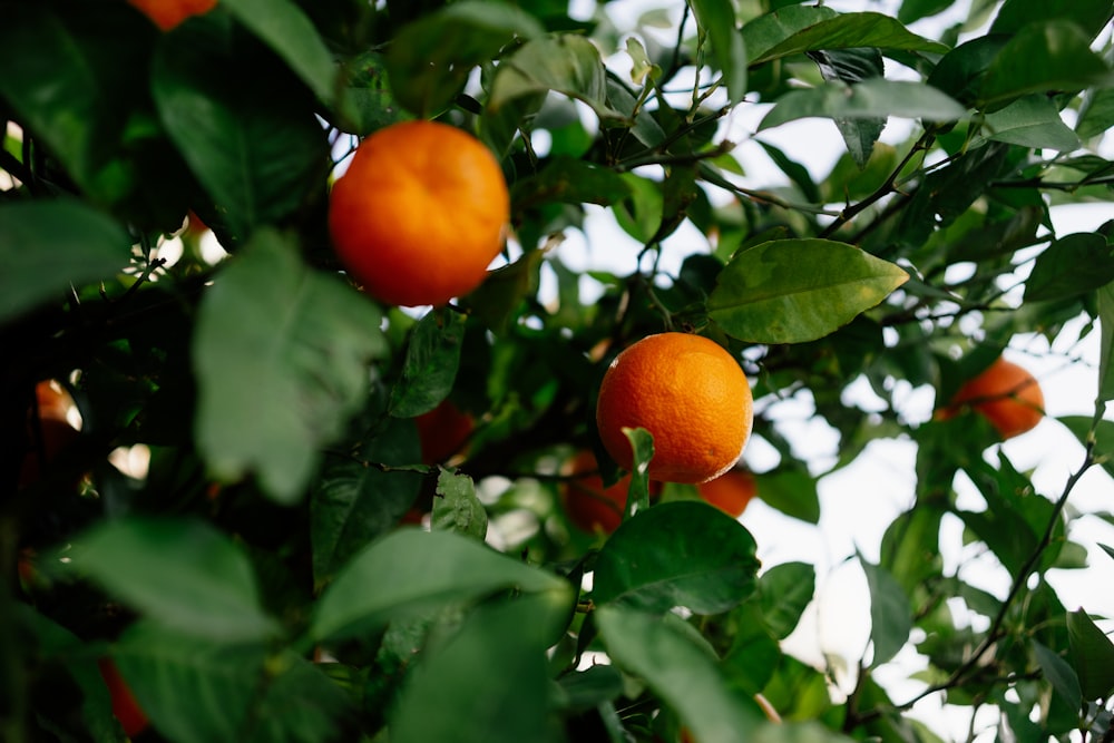 a tree filled with lots of ripe oranges