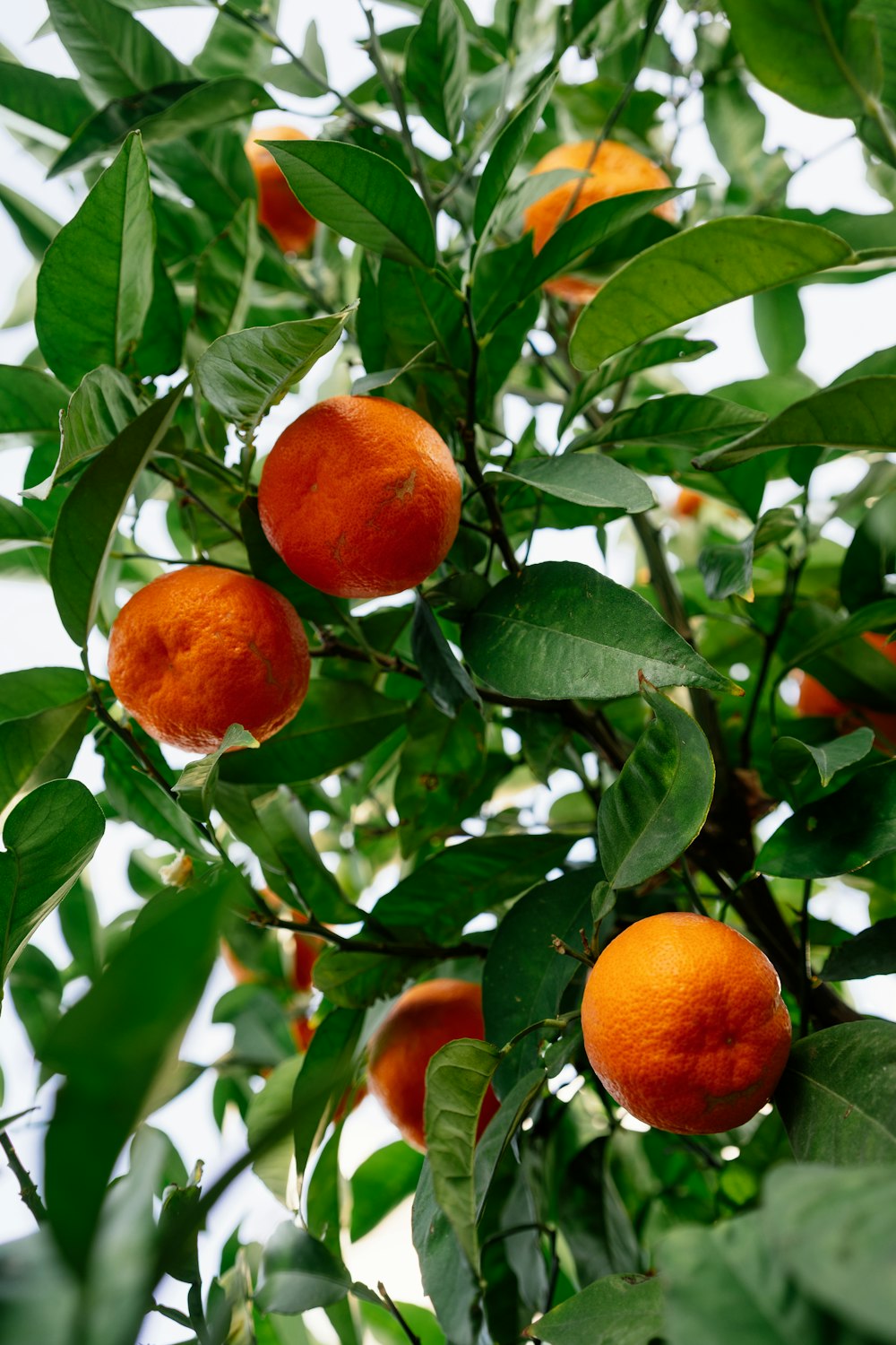 un albero pieno di arance mature