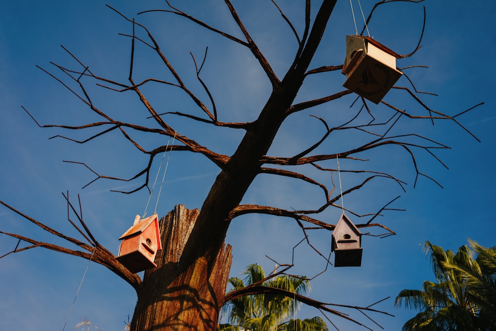 a couple of bird houses hanging from a tree