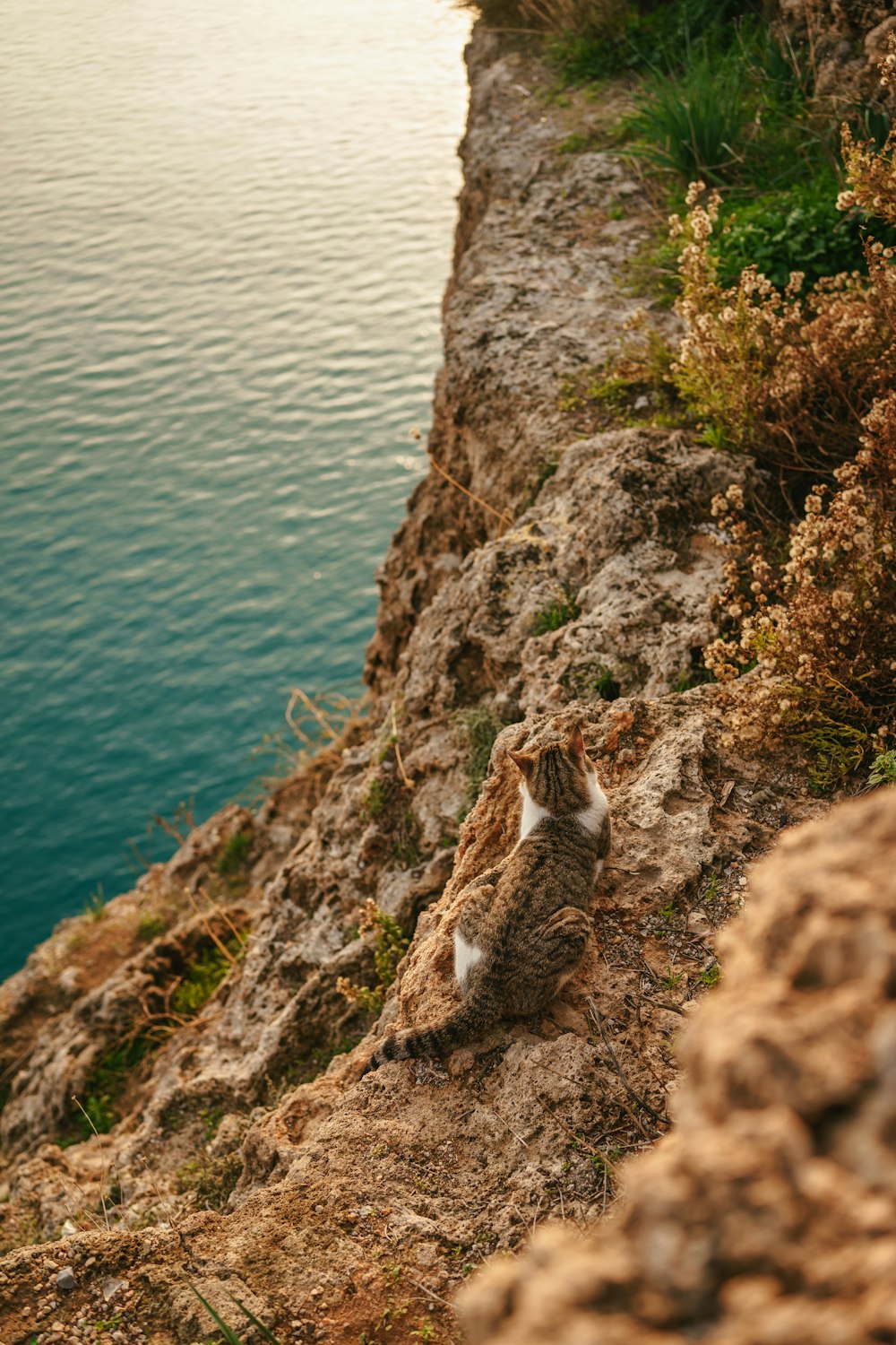 a cat sitting on the edge of a cliff next to a body of water