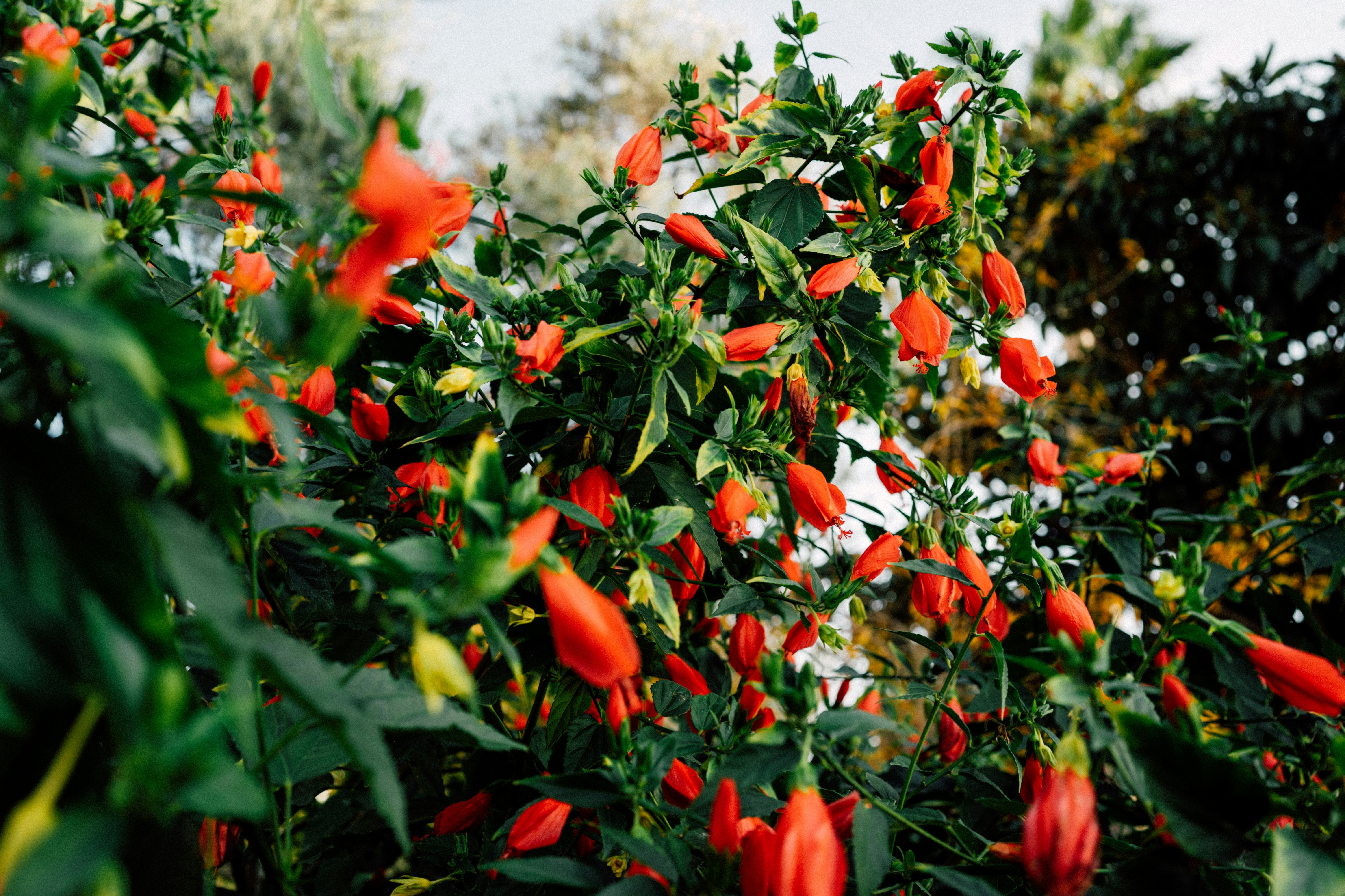 Photo by igorharrier