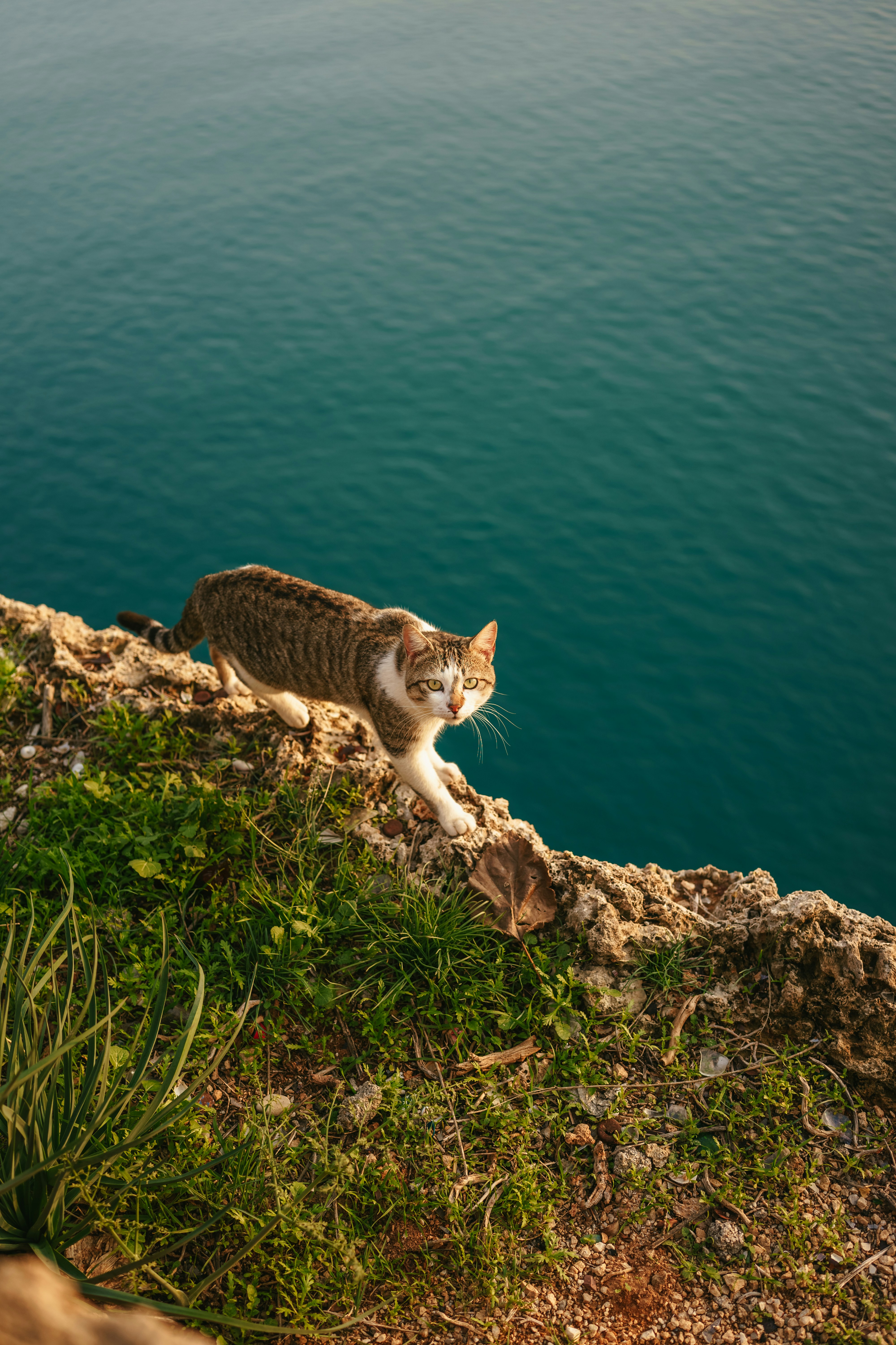 Island Dwarfism: When Big Cats Get Small (image credits: unsplash)
