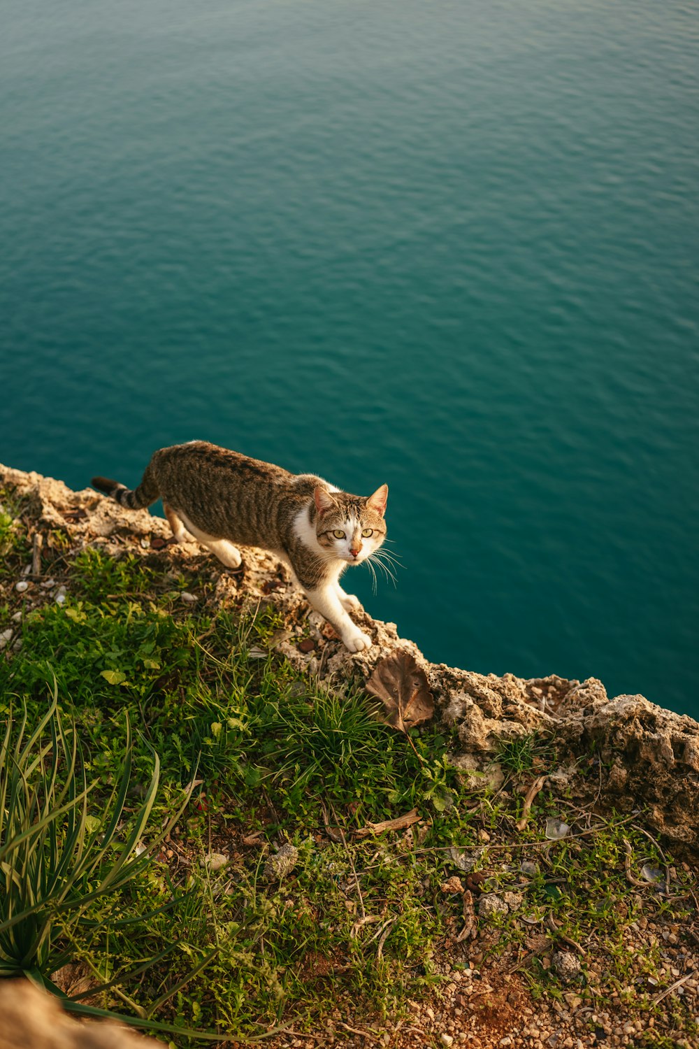 a cat sitting on the edge of a cliff by the water