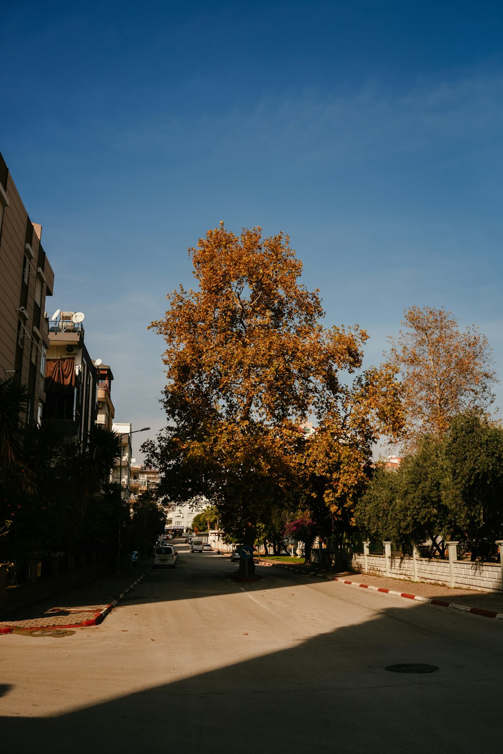 a large tree in the middle of a street