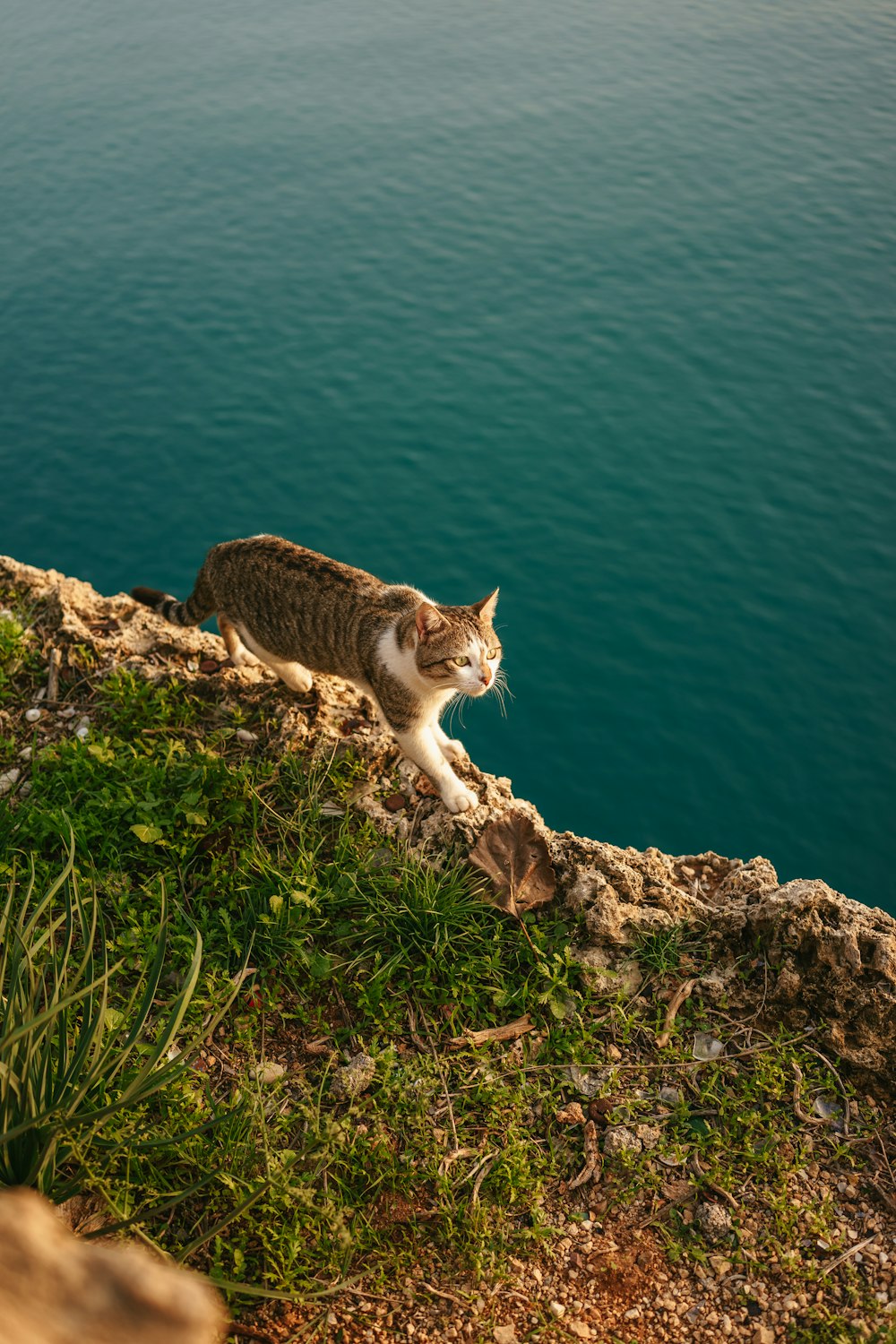 a cat sitting on the edge of a cliff overlooking a body of water