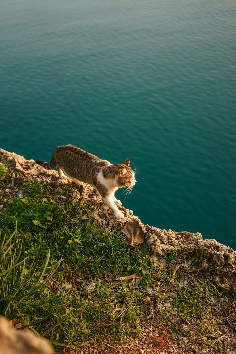 a cat sitting on the edge of a cliff overlooking a body of water