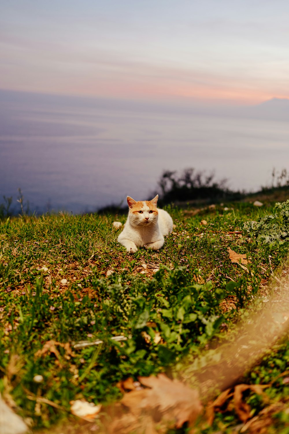 a cat sitting on top of a lush green field