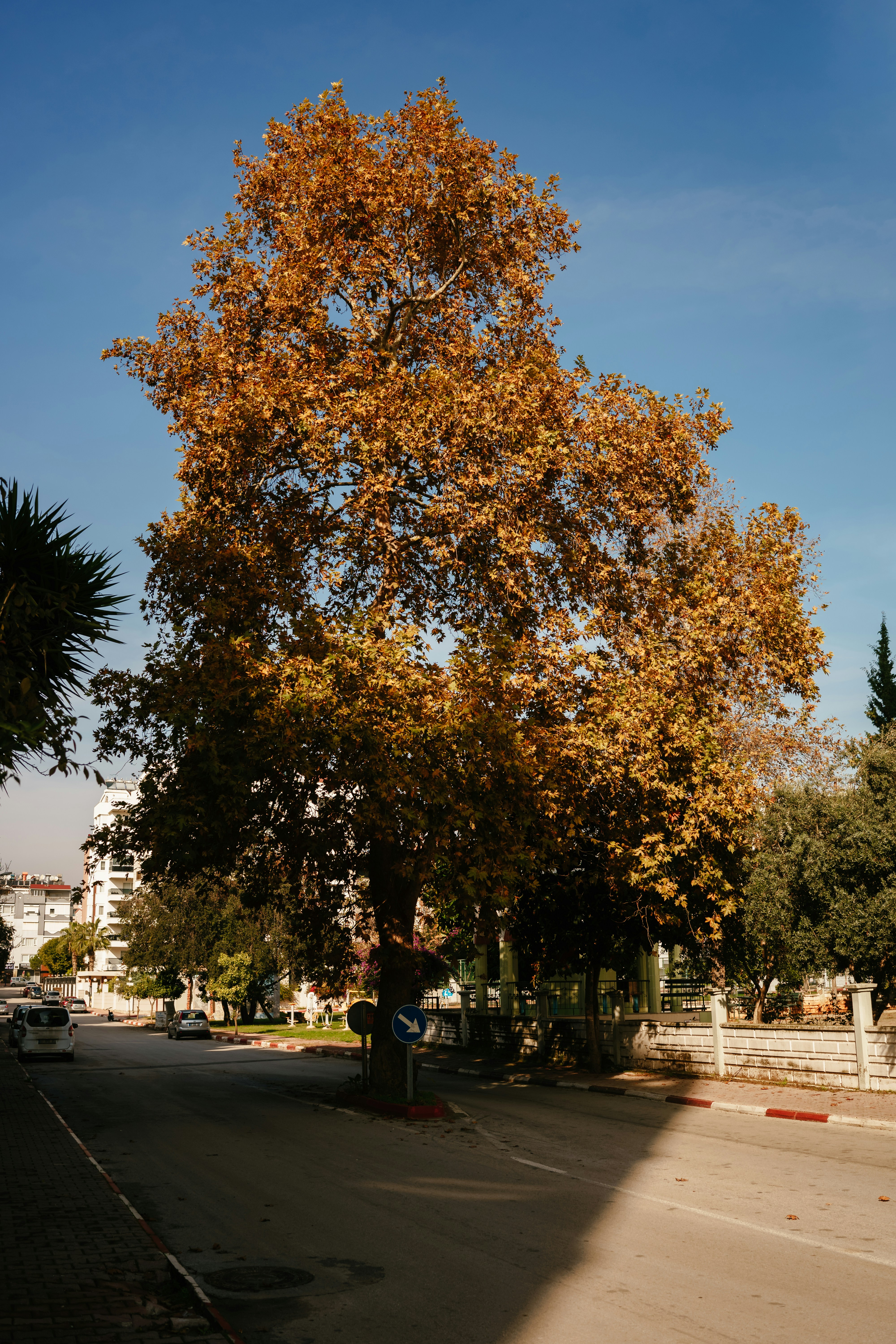 un grande albero nel mezzo di una strada