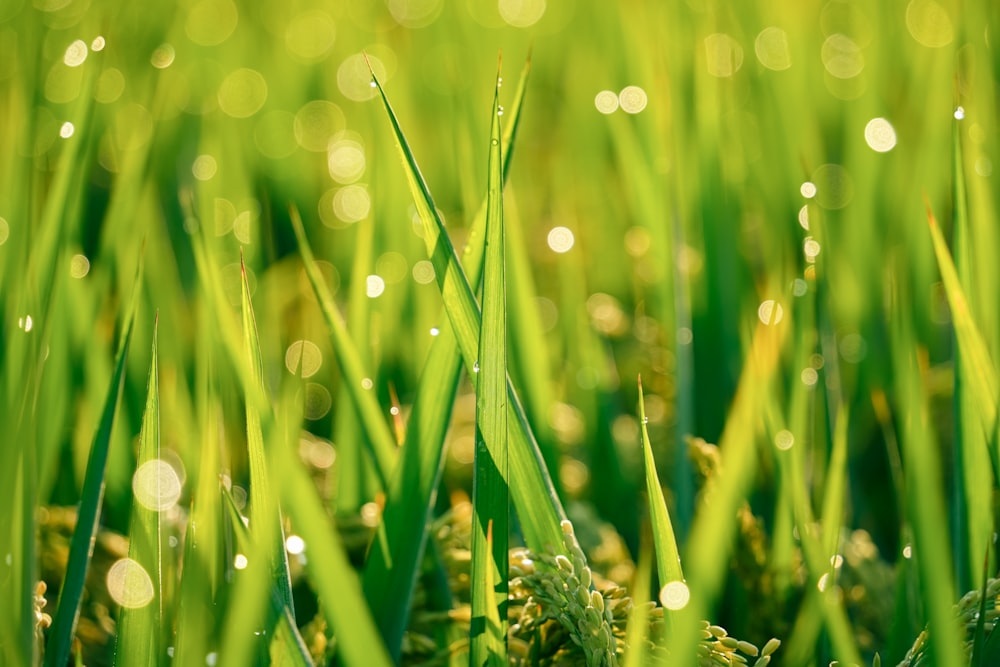 a close up of grass with water droplets on it