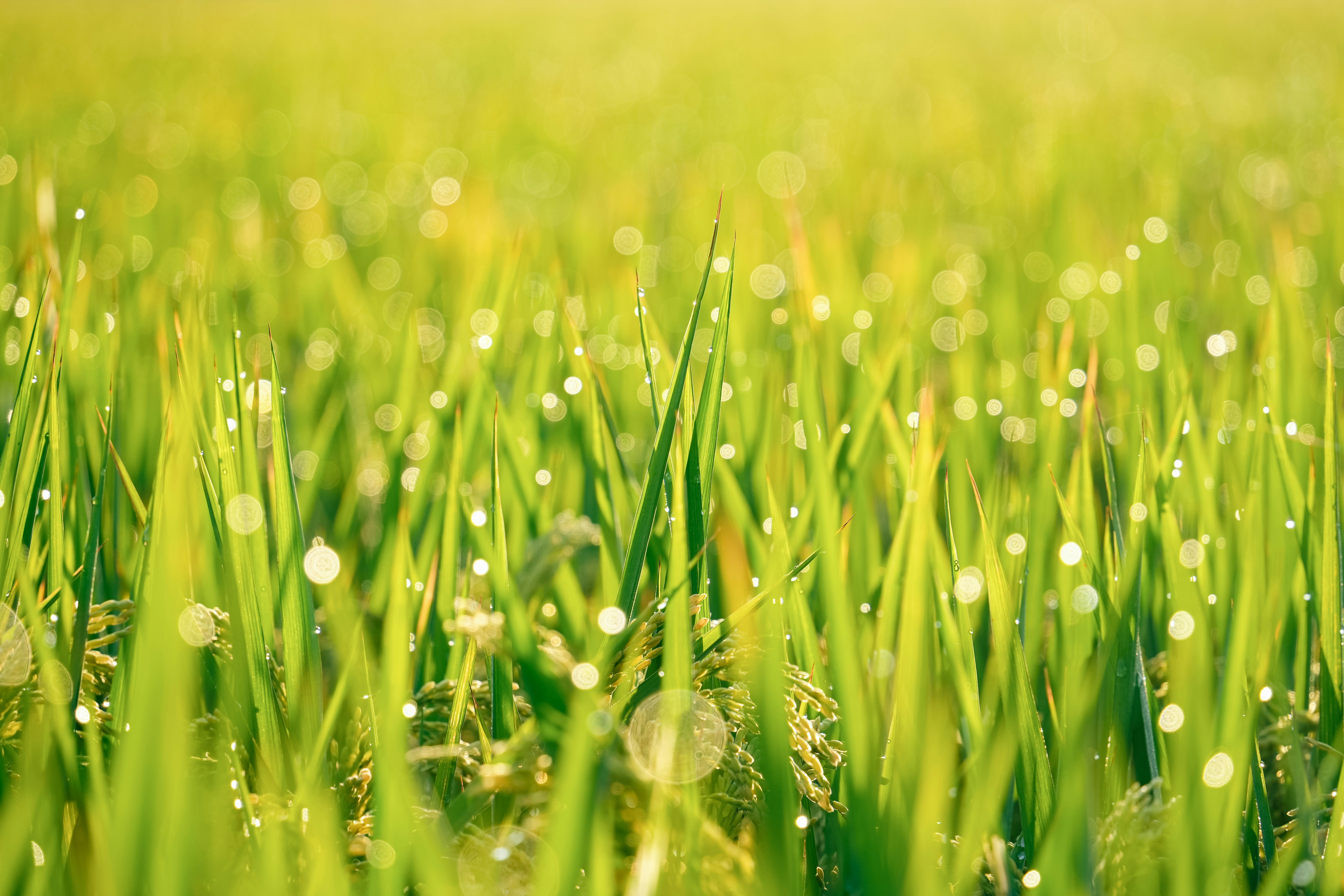 Photo by orange_uncle