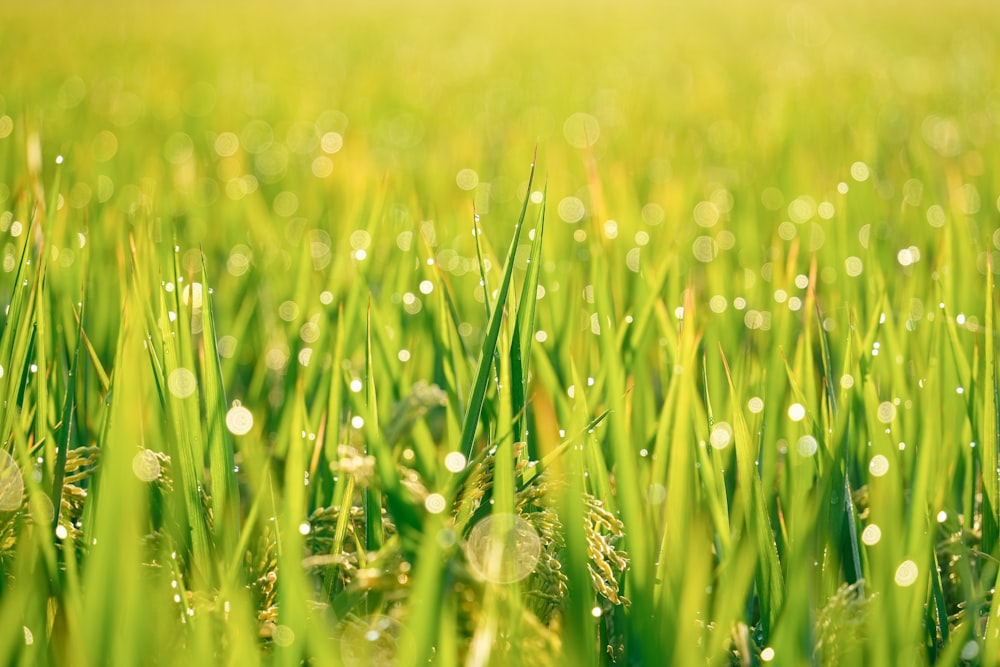 a field of green grass with drops of water on it