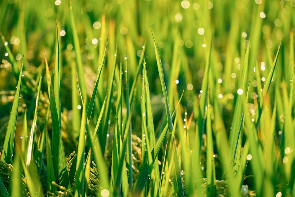 a close up of grass with water droplets on it