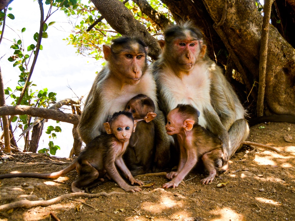 a group of monkeys sitting on top of a dirt ground