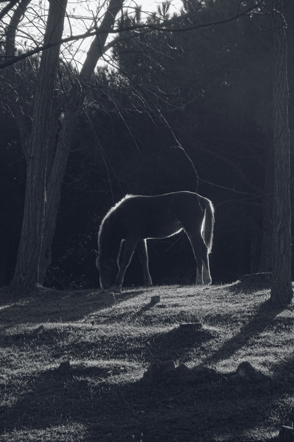 ein Schwarz-Weiß-Foto eines Pferdes, das auf einem Feld grast