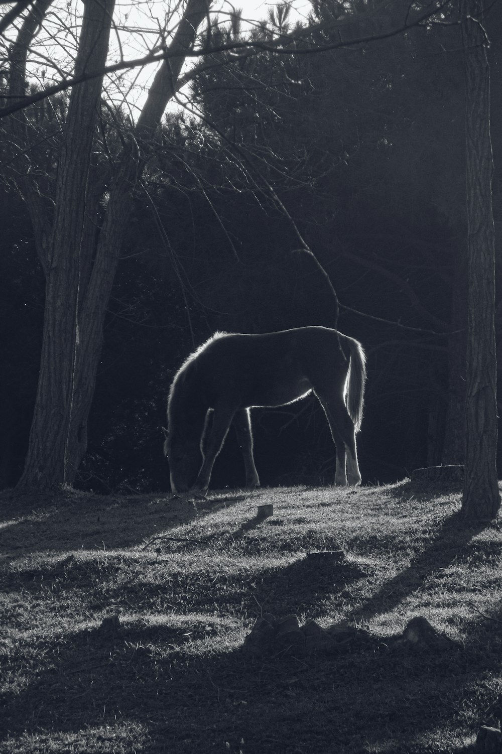 uma foto em preto e branco de um cavalo pastando em um campo