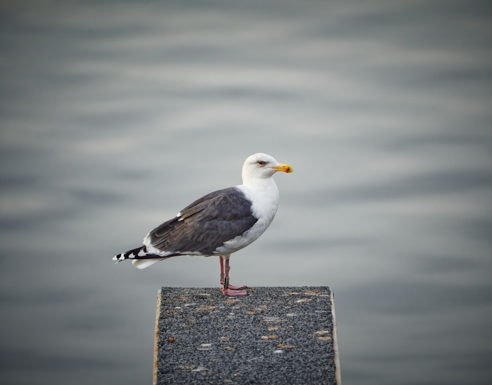 a seagull is standing on a post by the water