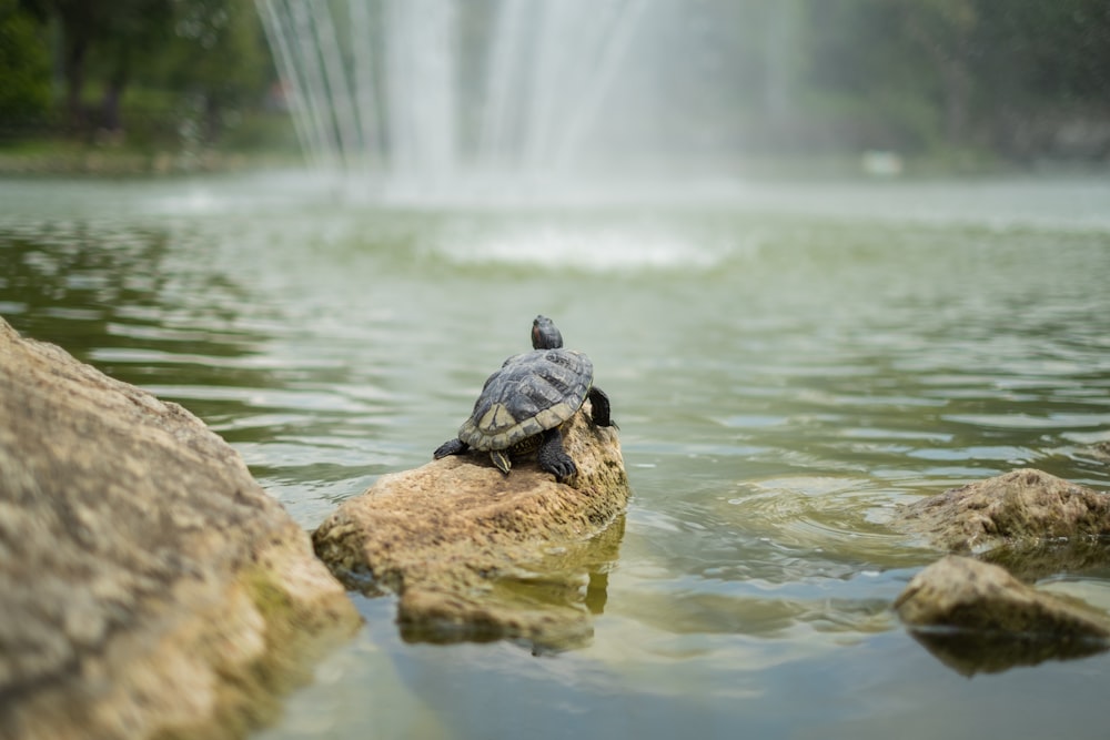 a turtle sitting on top of a rock in the water