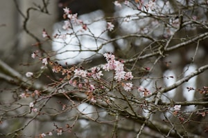 Tokyo Blossom Scarf