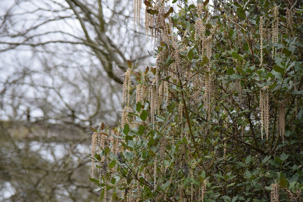 Ein Baum gefüllt mit vielen grünen Blättern