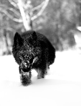 a black bear is running through the snow