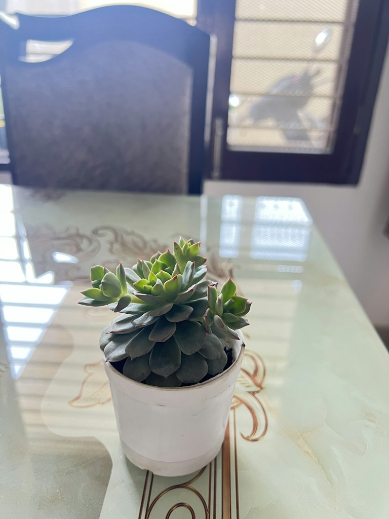 Green Plant Hanger