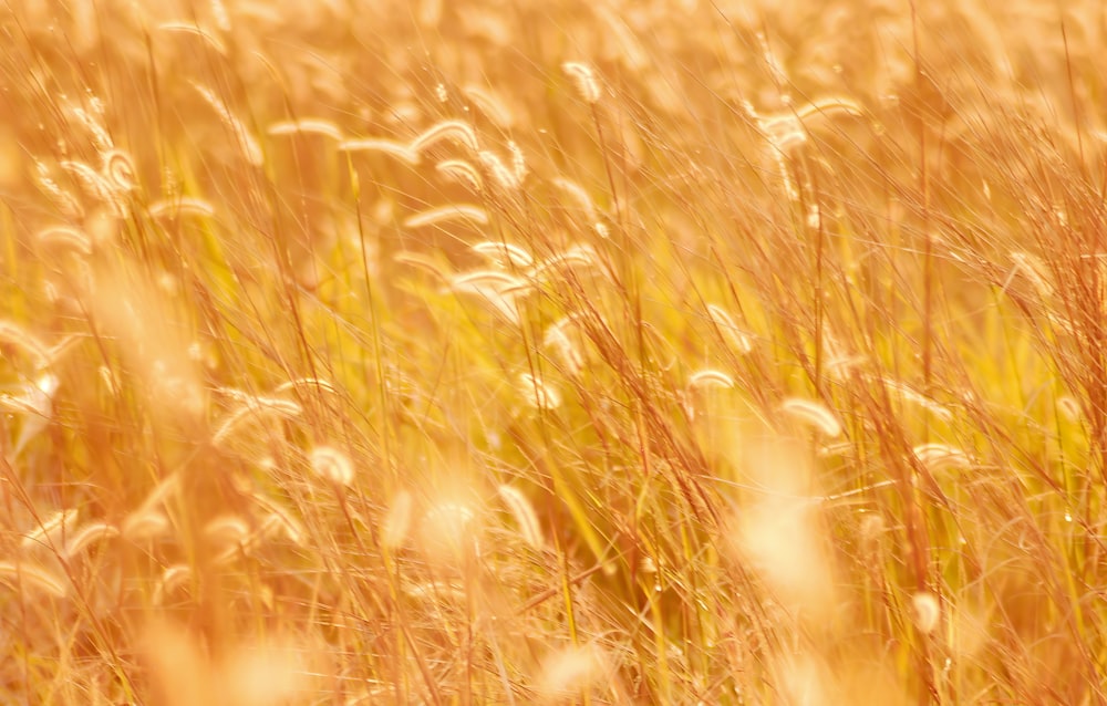 a field of tall grass is shown in the sunlight
