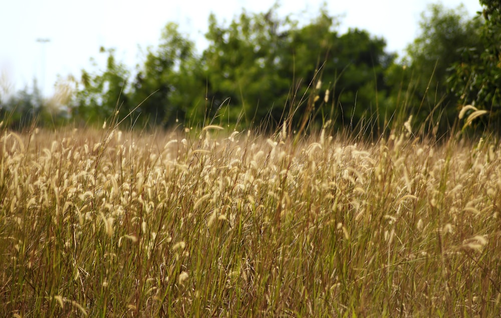 um campo de grama alta com árvores no fundo