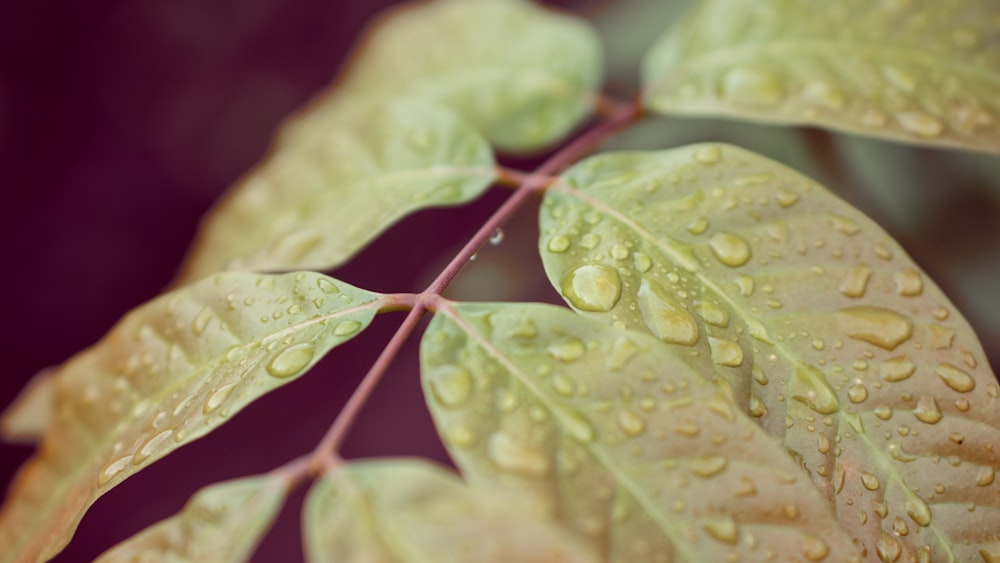 a green leaf with water droplets on it