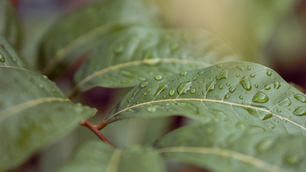 uma folha verde com gotas de água sobre ela