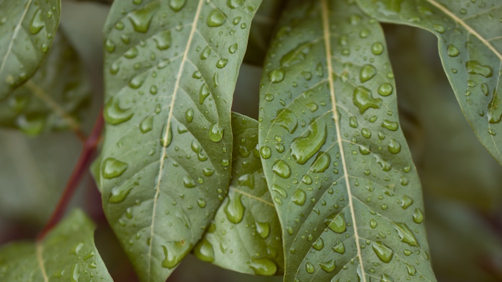 uma folha verde com gotas de água sobre ela