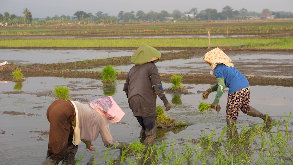 a group of people working in a rice field