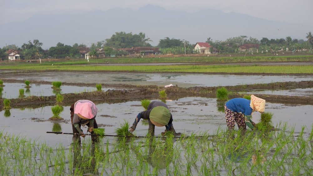 a group of people working in a rice field