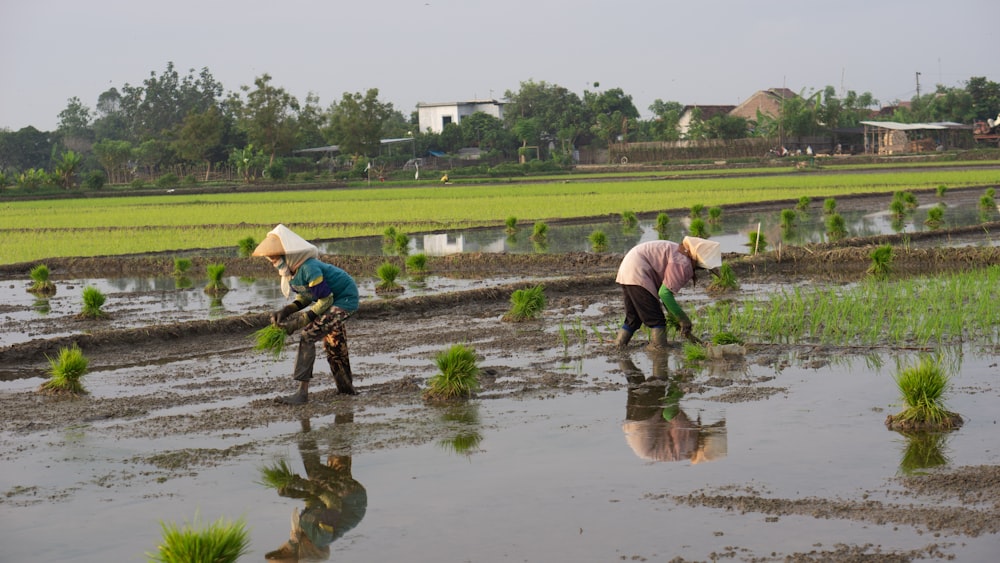 two women are working in a rice field