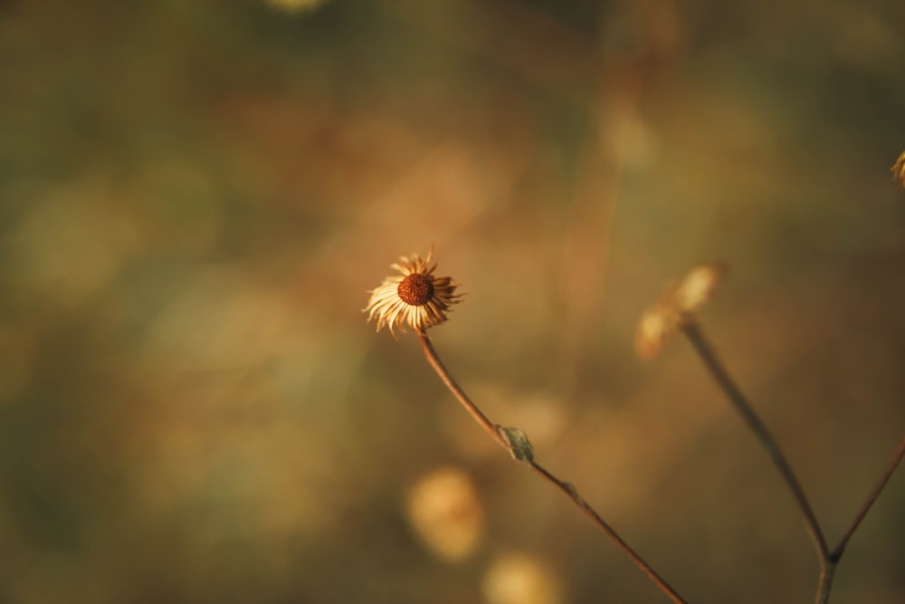 a close up of a plant with a blurry background