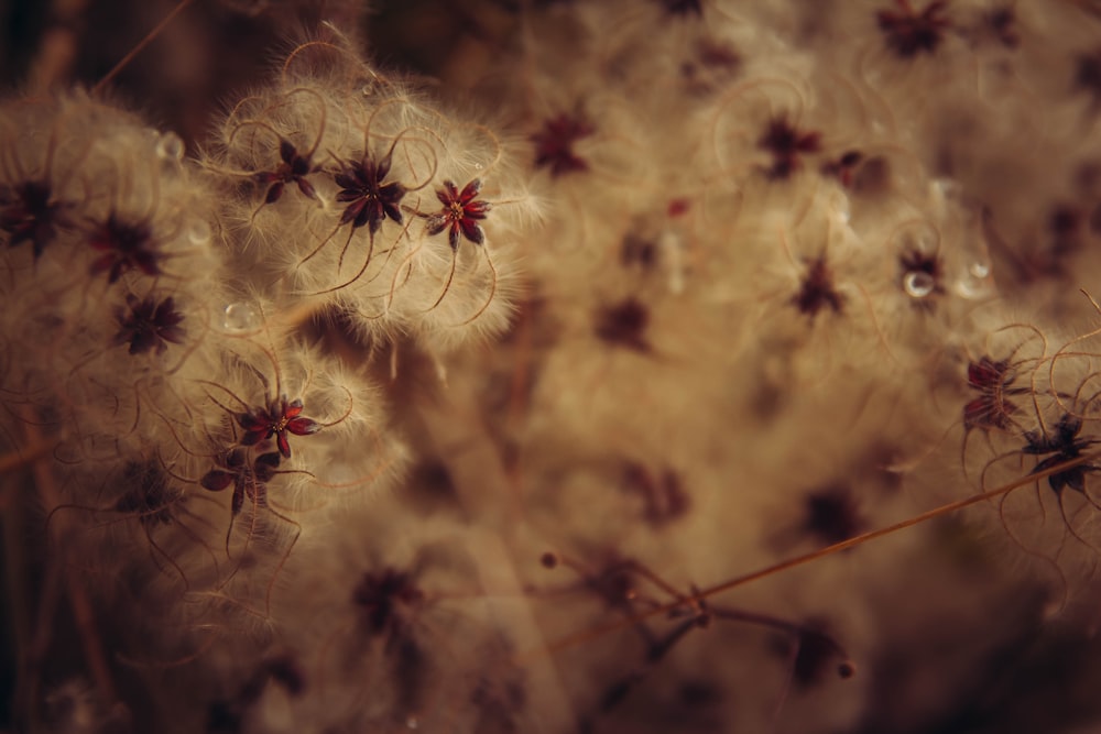 a close up of a bunch of dandelions