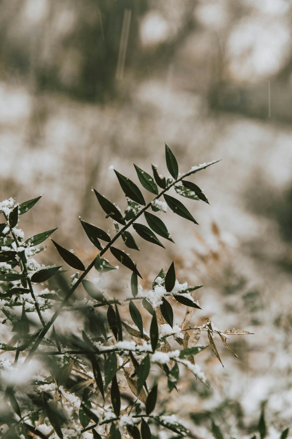 a plant with snow on it in a field