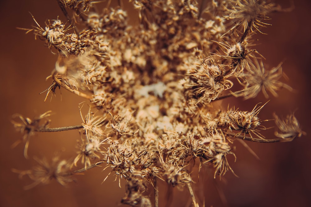 a close up of a plant with lots of dirt on it