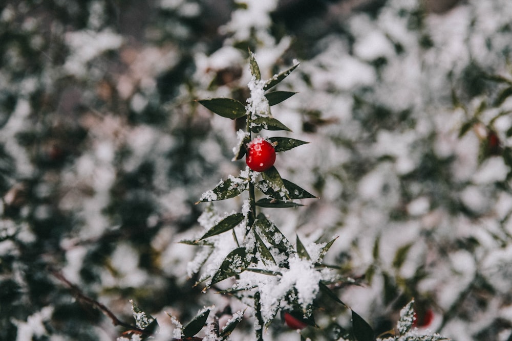 a red berry sitting on top of a tree covered in snow