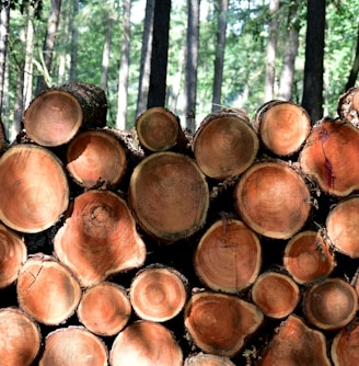 a pile of cut down trees in a forest