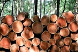 a pile of cut down trees in a forest
