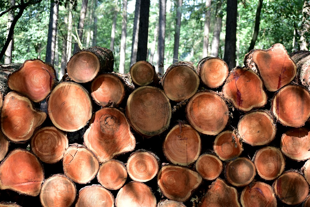 a pile of cut down trees in a forest