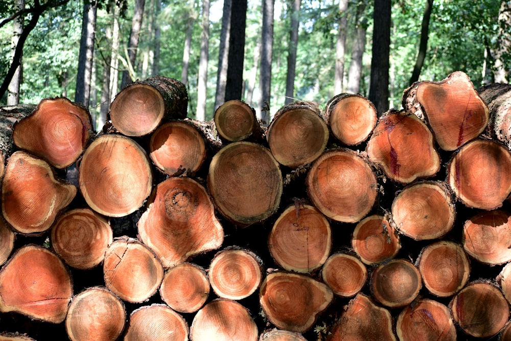 uma pilha de árvores cortadas em uma floresta