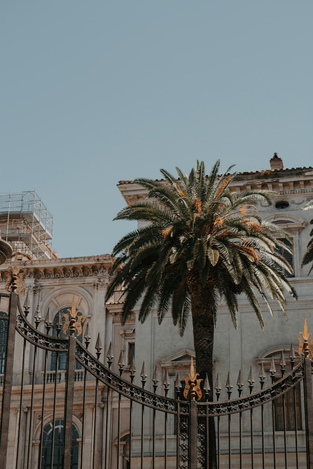 a large palm tree in front of a building